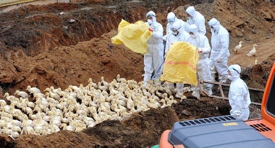 반복되는 조류 인플루엔자(AI), 대량 살처분 만이 정답일까요?